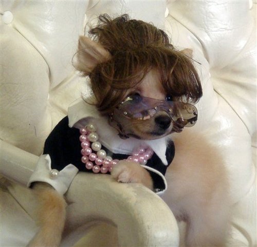 funny pictures of dogs in costumes. Sarah Palin Dog Costume: Sarah
